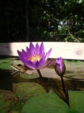 Nymphaea Capensis Blue_201209_04.JPG Nymphaea Capensis Blue_201209_04.JPG