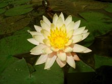 Nymphaea 'Unknown'_201306_01.jpg Nymphaea 'Unknown'_201306_01.jpg