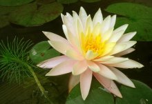 Nymphaea 'Unknown'_201306_03.jpg Nymphaea 'Unknown'_201306_03.jpg