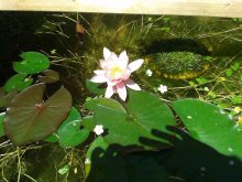 Nymphaea 'Meck-Pomm'_201305_01.jpg Nymphaea 'Meck-Pomm'_201305_01.jpg