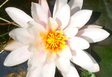 Nymphaea 'Meck-Pomm'_201306_04.jpg Nymphaea 'Meck-Pomm'_201306_04.jpg