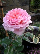 Abraham Darby 20130704_201753.jpg