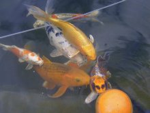 fischis und Grapefruit 020.jpg