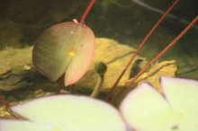 130706 - 7 Die Seerose mit der ersten Knospe.jpg