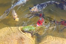 da wirds dem Frosch zu bunt_1024.jpg