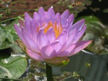 Siam Purple 2_03-2013.jpg