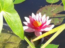 Nymphaea Laydekeri Lilacea.jpg