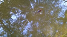 DSC_0006Go.jpg