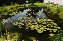 teich1.jpg