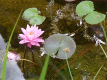 P1120255_2013-07-20_bluehende-Seerose-auf-minus-30.JPG