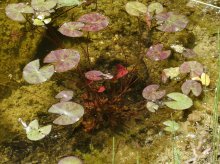 P1120252_2013-07-20_Seerose-auf-minus-30cm.JPG