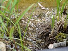 P1120240_2013-07-20_Teich-oberste-Stufe_minus-10_trocken-gefallen_II.JPG