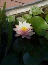 Seerose 2013.jpg