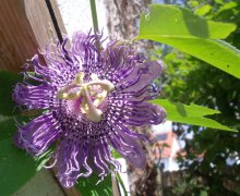 Passiflora Fata Confetto_130724.jpg