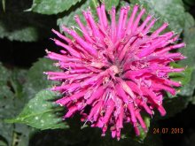 Pflanzen, Frosch, Himmel 25.07 014.jpg