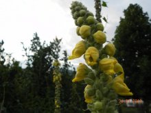 Pflanzen, Frosch, Himmel 25.07 018.jpg
