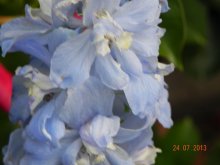 Pflanzen, Frosch, Himmel 25.07 013.jpg