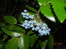 Pflanzen, Frosch, Himmel 25.07 017.jpg