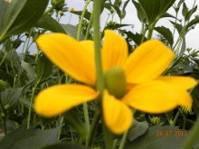 Pflanzen, Frosch, Himmel 25.07 016.jpg