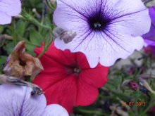 Pflanzen, Frosch, Himmel 25.07 021.jpg