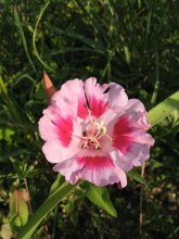 IMG_6493.JPG
