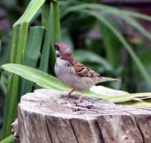 IMG_8671A.jpg