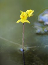 P1120666_2013-08-01_Utricularia-vulgaris_Gewoehnlicher-Wasserschlauch.JPG