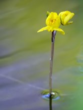 P1120674_2013-08-01_Gewoehnlicher-Wasserschlauch_Utricularia-vulgaris.JPG