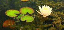 Frosch versteckt sich in Seerose_1024.jpg