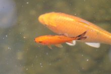 IMG_8302o.m.koi.jpg