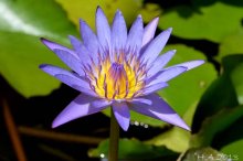 nymphaea blau3.jpg