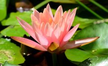 nymphaea peach.jpg