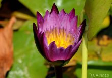 nymphaea violett.jpg