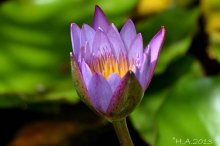 nymphaea blau2.jpg