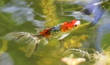 rot_blauer Shubunkin_2jährig_1024.jpg