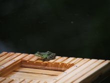 Vogeltränke 003.jpg Vogeltränke 003.jpg