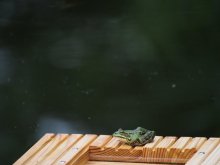 Vogeltränke 002.jpg Vogeltränke 002.jpg