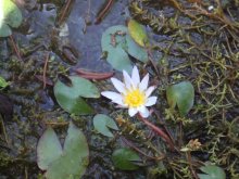 DSCF3243 kaum größer als ein Gänseblümchen.jpg