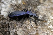 P1130470_2013-08-13_Dunkelblauer-Laufkäfer_Carabus-intricatus_HGT.JPG