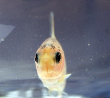koi3.jpg
