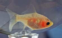 koi4.jpg