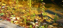 Ringelnatter auf Froschjagd_1024.jpg