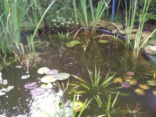 WP_000809.jpg
