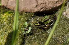 Frosch150813_02.jpg