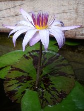 Nymphaea Tanglewood Blue_130819_01.jpg