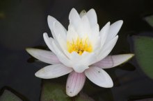 130718 - 1 Erste Seerose blüht.jpg