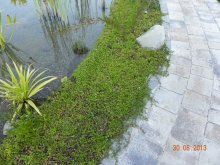 Teichpflanzen 003.jpg