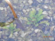 Teichpflanzen 005.jpg