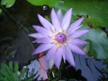 Nymphaea Capensis Blue_20130901.jpg