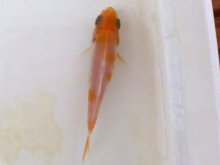 01.09.2013 Koi 21.2.jpg